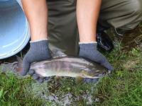 秩父フライフィールド 釣果