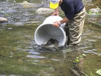 秩父フライフィールド 釣果