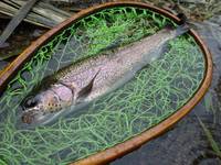 秩父フライフィールド 釣果