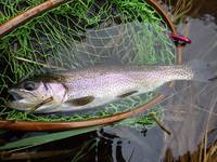 秩父フライフィールド 釣果