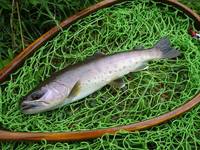 秩父フライフィールド 釣果