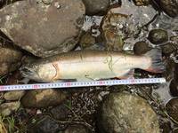 秩父フライフィールド 釣果