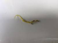 秩父フライフィールド 釣果