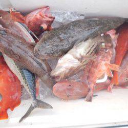 渡船屋たにぐち 釣果