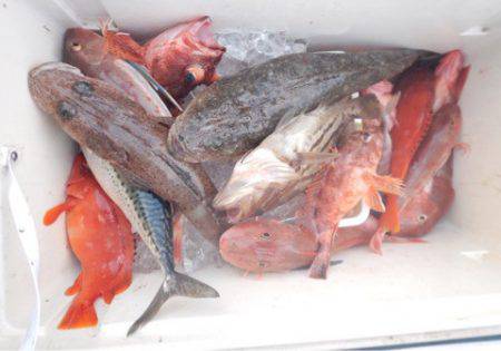 渡船屋たにぐち 釣果