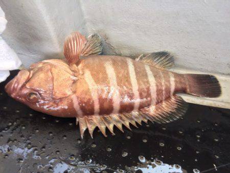 第二龍勢丸 釣果