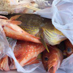 第二龍勢丸 釣果