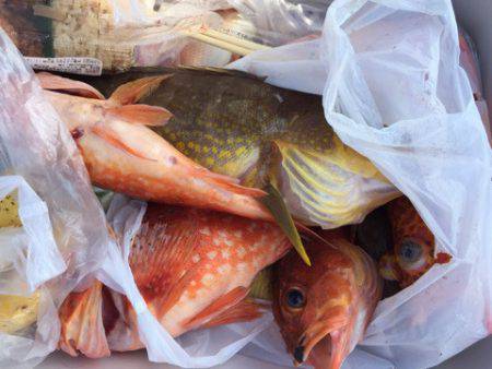 第二龍勢丸 釣果