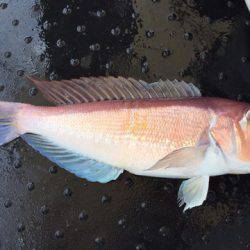 第二龍勢丸 釣果