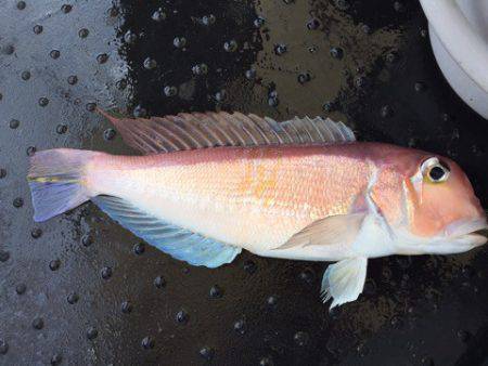 第二龍勢丸 釣果