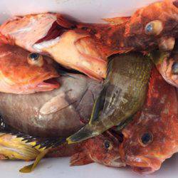 第二龍勢丸 釣果