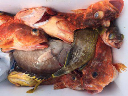 第二龍勢丸 釣果