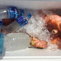 第二龍勢丸 釣果