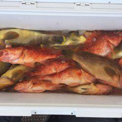 第二龍勢丸 釣果