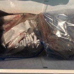 第二八坂丸 釣果