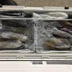 第二龍勢丸 釣果