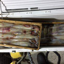 第二龍勢丸 釣果