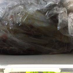 第二龍勢丸 釣果