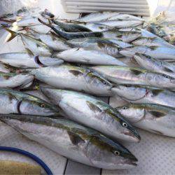 ビッグファイター 釣果