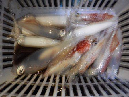 渡船屋たにぐち 釣果