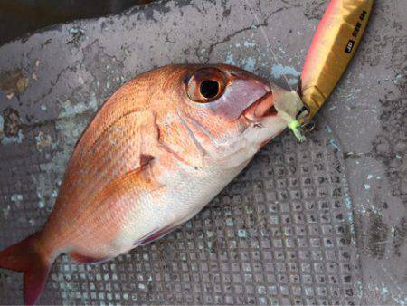 第二 海洋丸 釣果