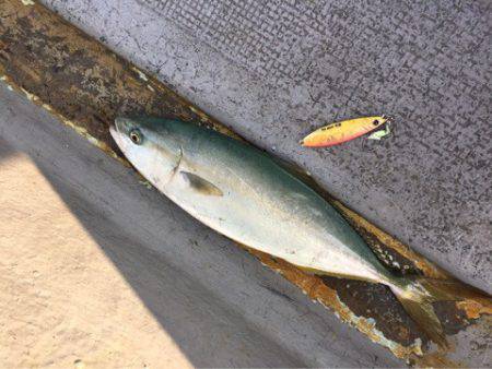 第二 海洋丸 釣果