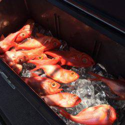 ＴＡＲＯＭＡＲＵ 釣果