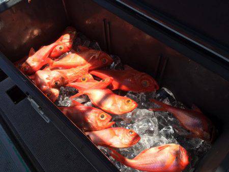 ＴＡＲＯＭＡＲＵ 釣果