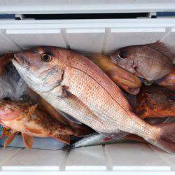 第二八坂丸 釣果