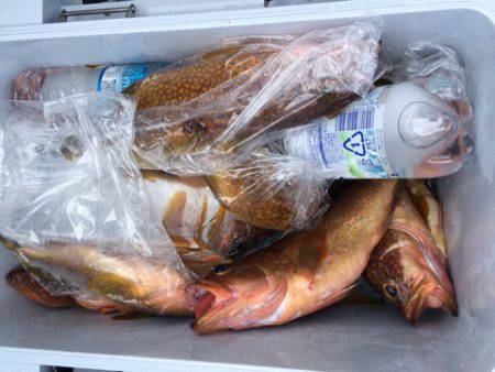 第二八坂丸 釣果