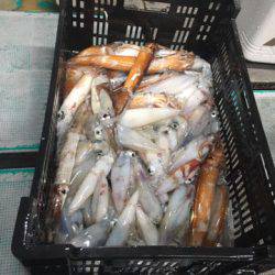 ＴＡＲＯＭＡＲＵ 釣果