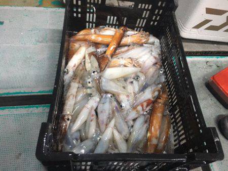 ＴＡＲＯＭＡＲＵ 釣果