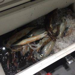 ＴＡＲＯＭＡＲＵ 釣果