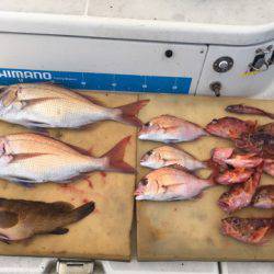 末広丸(熊本) 釣果