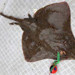 まるいち丸 ZERO-1 釣果