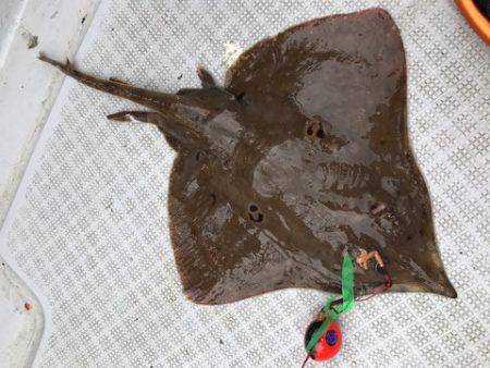 まるいち丸 ZERO-1 釣果