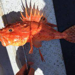 第二龍勢丸 釣果