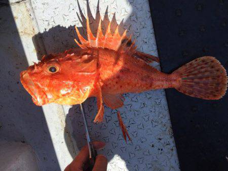 第二龍勢丸 釣果