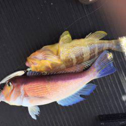 第二龍勢丸 釣果