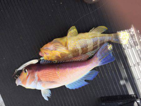 第二龍勢丸 釣果