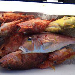 第二龍勢丸 釣果