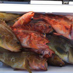 第二龍勢丸 釣果