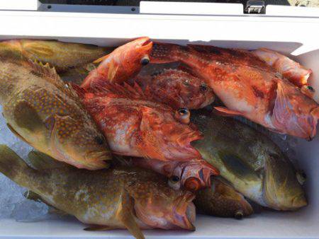 第二龍勢丸 釣果