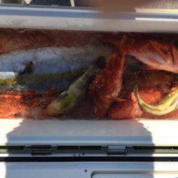 第二龍勢丸 釣果