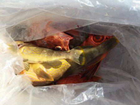 第二龍勢丸 釣果