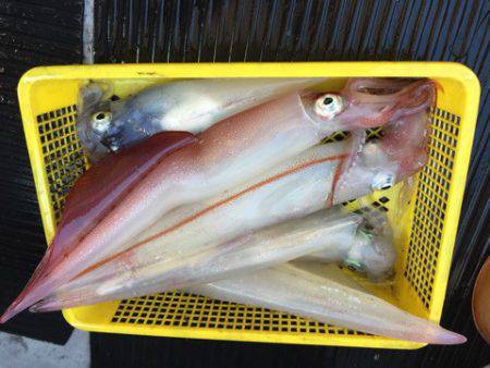 第二龍勢丸 釣果