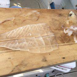 末広丸(熊本) 釣果