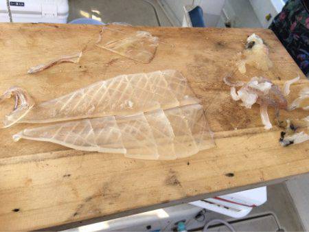 末広丸(熊本) 釣果