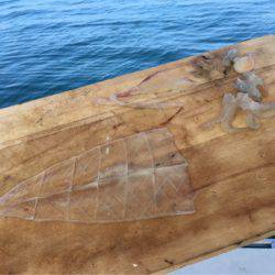 末広丸(熊本) 釣果