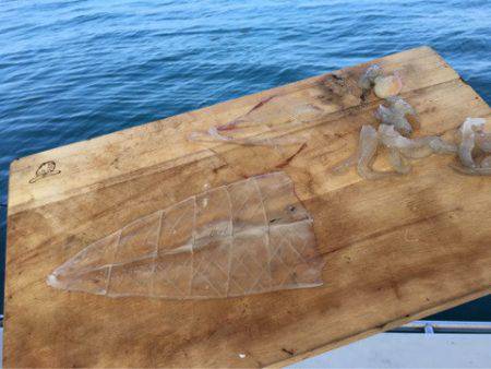 末広丸(熊本) 釣果